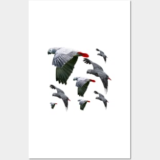 African Grey Parrots Flying Free Posters and Art